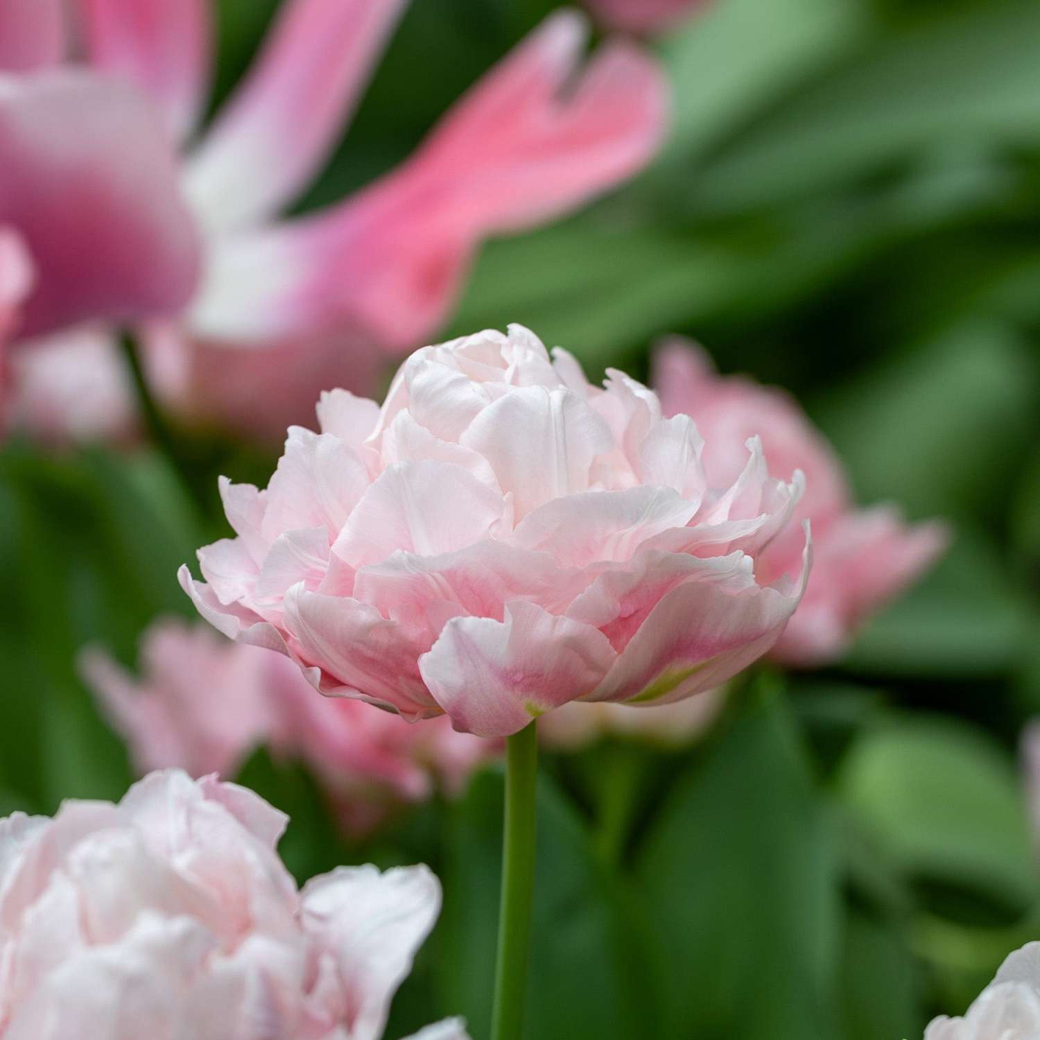 Tulipe 'Dreamer'